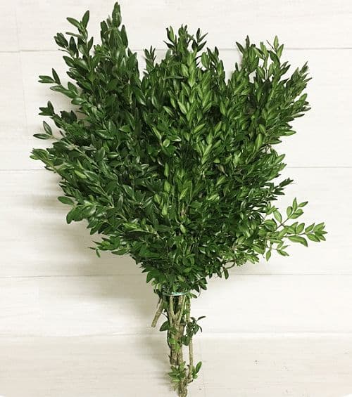 Boxwood leaves