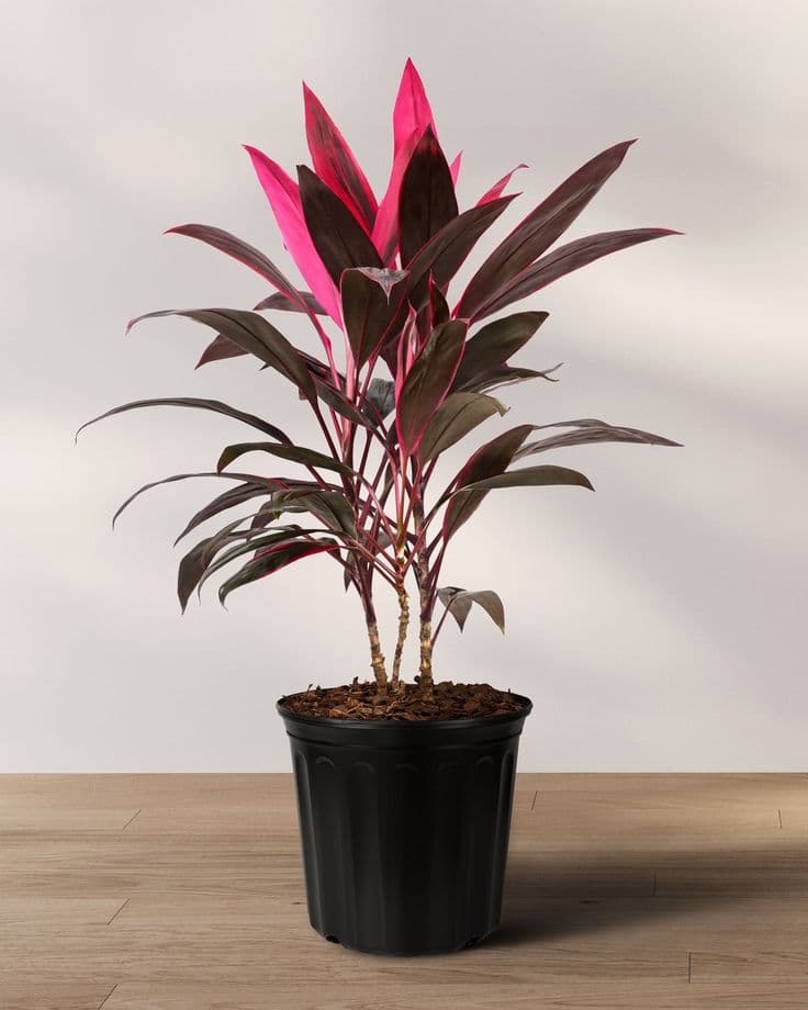 Cordyline Leaves