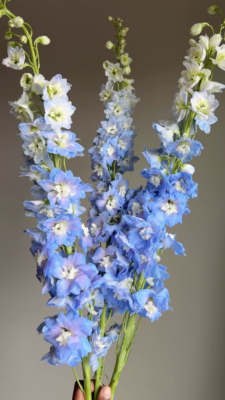 Delphinium