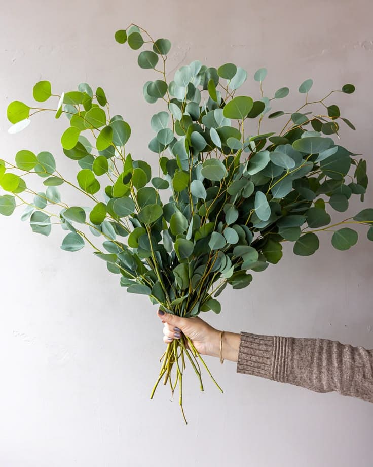 Eucalyptus Leaves
