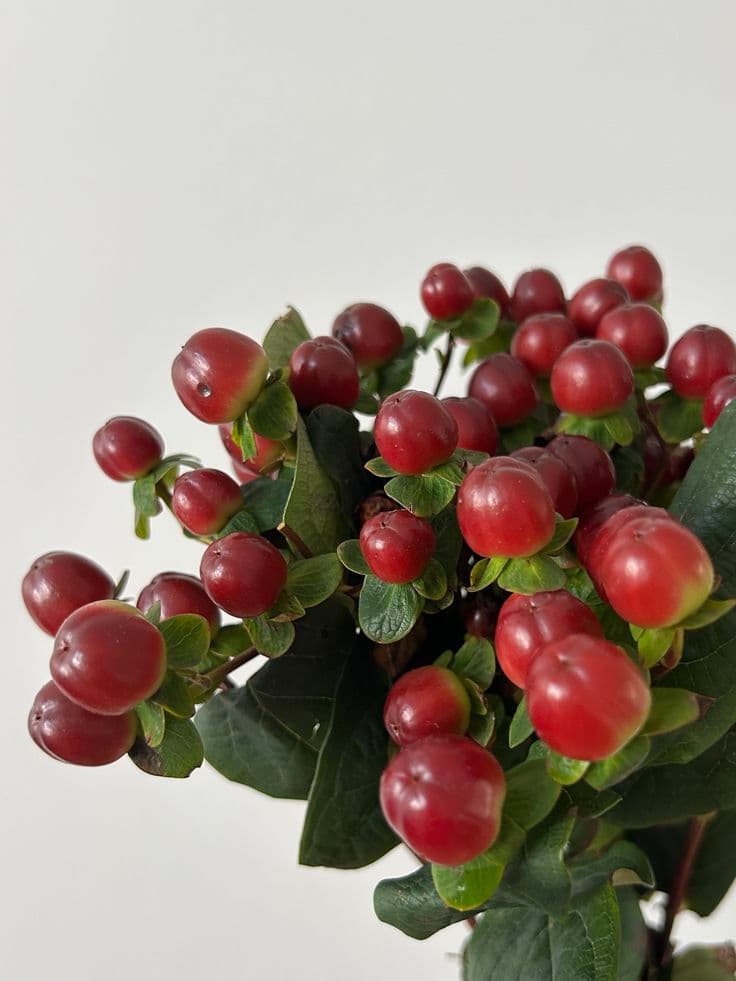 Hypericum Berries