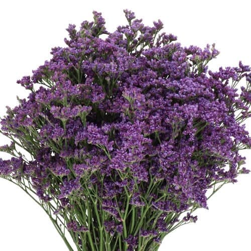 Limonium sinuatum (Statice)