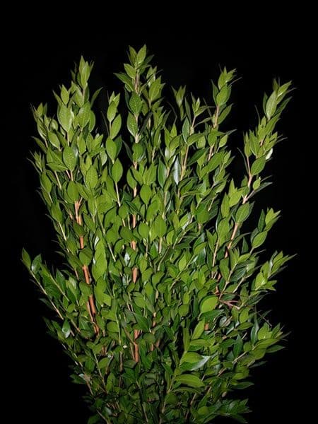 Murraya leaves