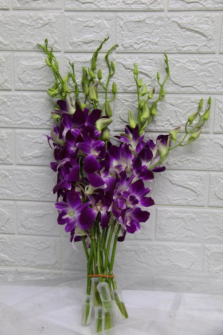 Orchid