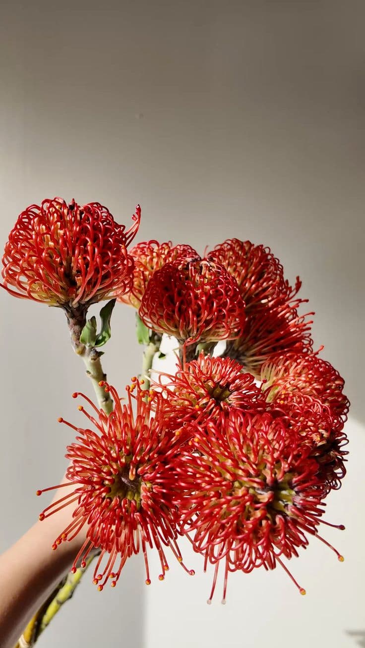 Pincushion Protea