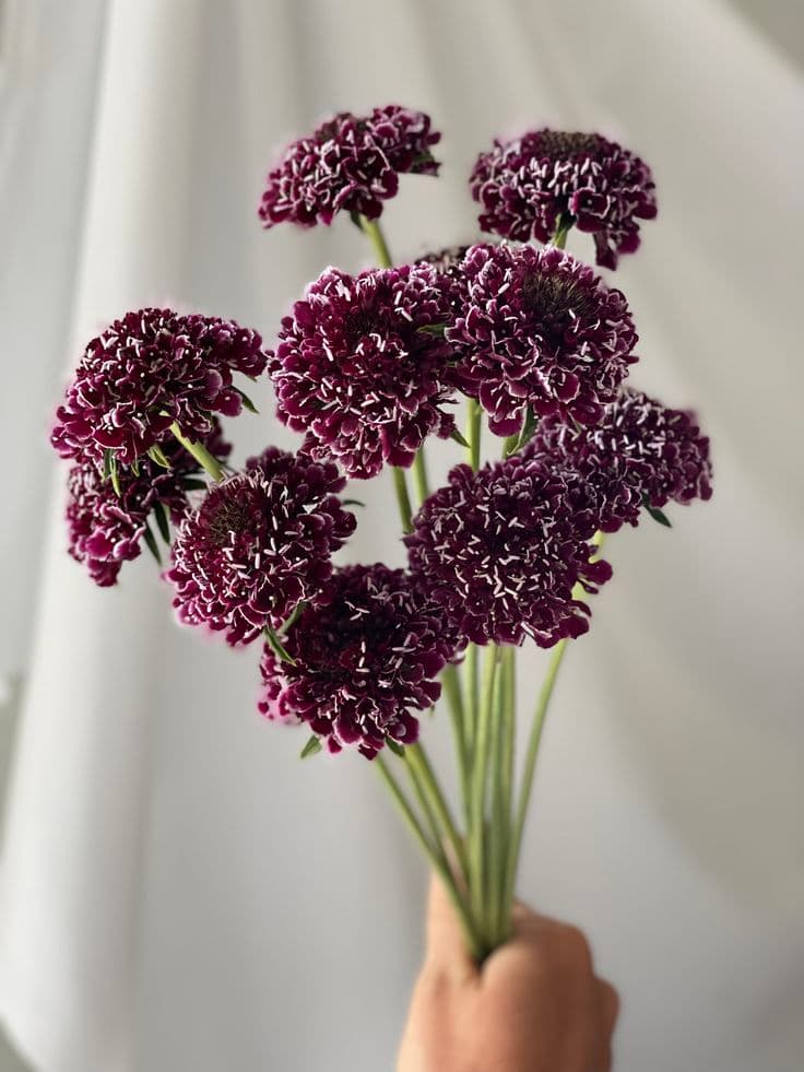 Scabiosa