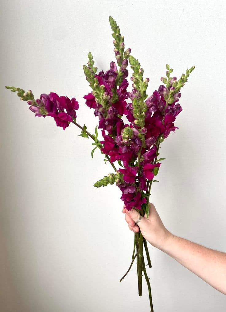 Snapdragon