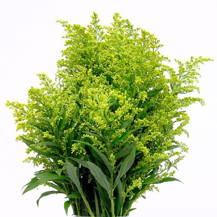 Solidago (Goldenrod)