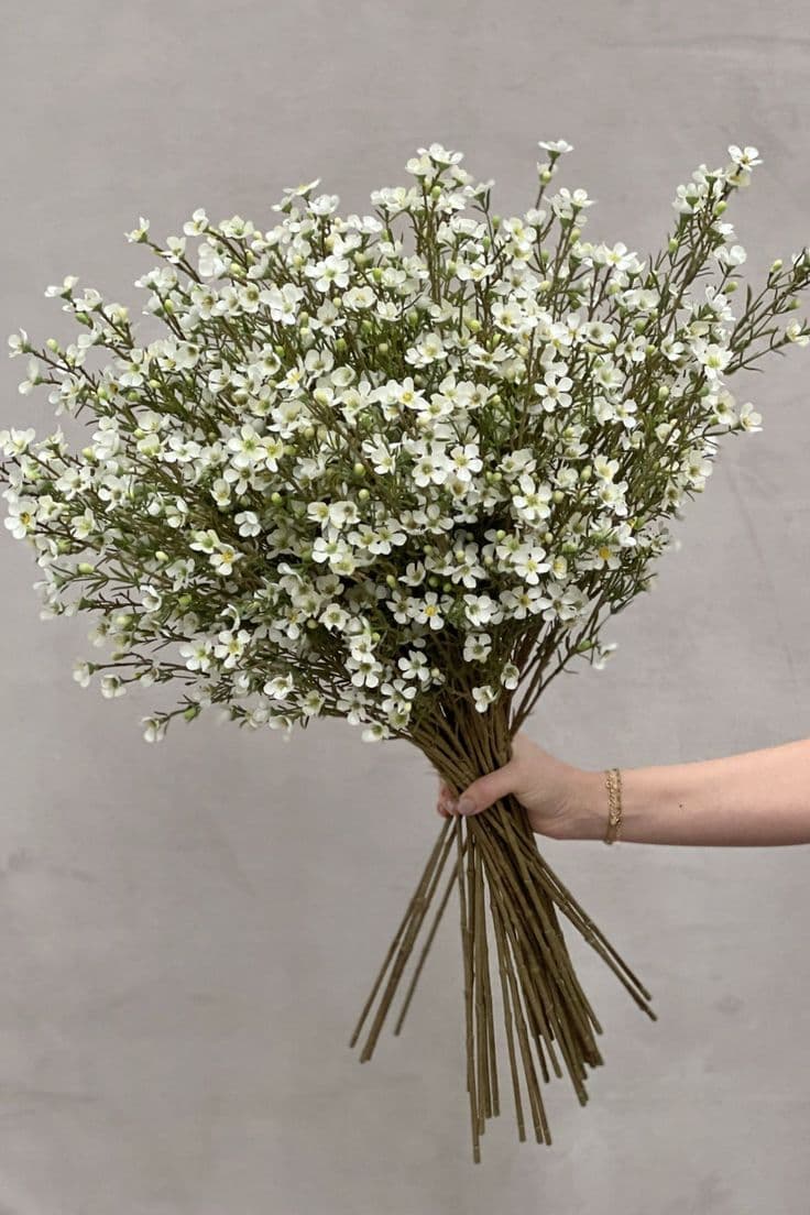 Waxflower