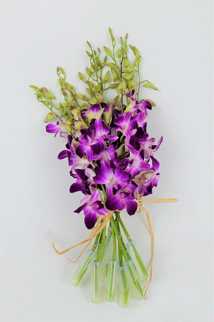 Orchids