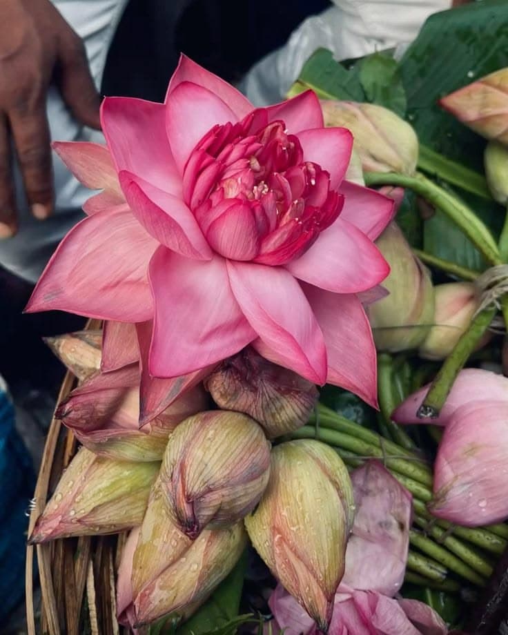 Pink Lotus · per pc