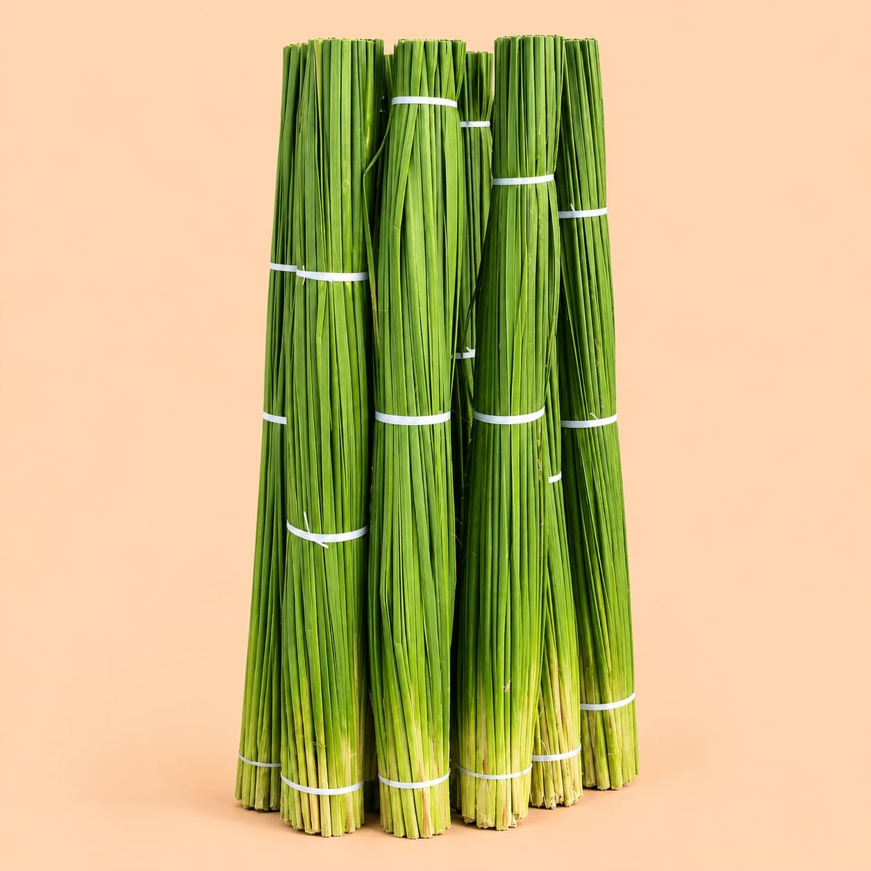 Patera (Elephant leaves)